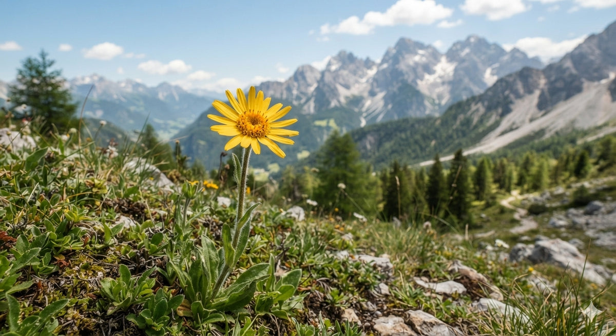 Arnica FadeAway